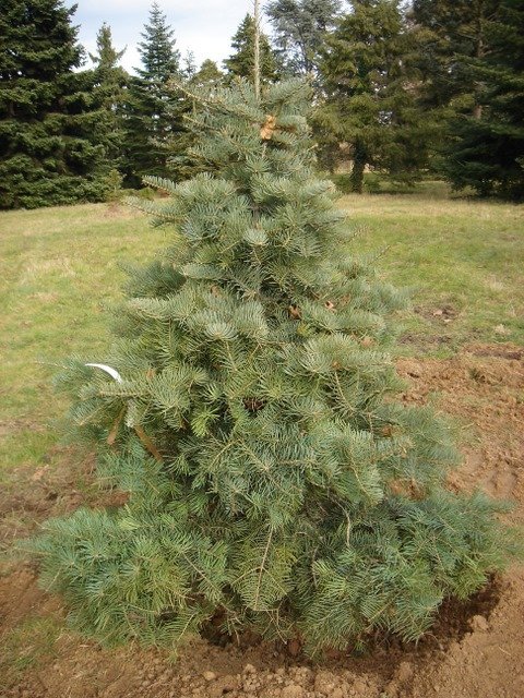 Abies concolor